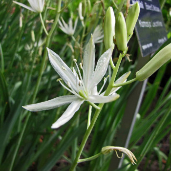 Camassia leichtlinii 'Alba'  CT 1 litre 