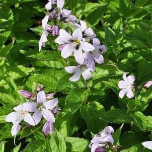 Campanula lact. 'Loddon Anna'  Pot 9 