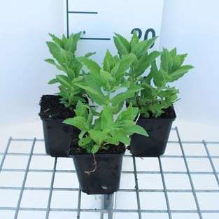 Campanula lact. 'Prichard's Var.'  Pot 9 