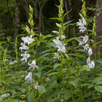 Campanula latifolia var. alba  Pot 9 
