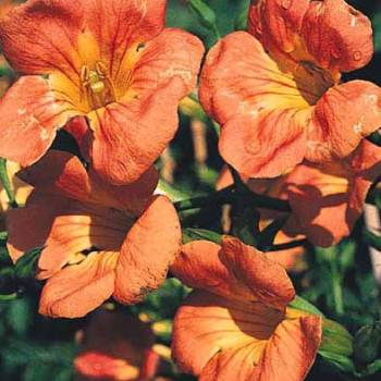 CAMPSIS MME DE GALEN