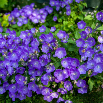 Campanula carpatica  Pot 9 