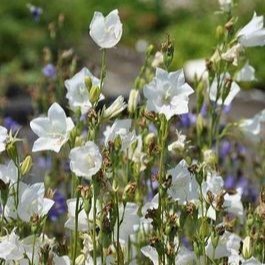 Campanula pers. 'Alba'  Pot 9 