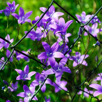 Campanula garganica  Pot 9 