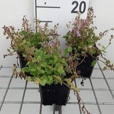 Campanula posch. 'Lisduggan Var.'  Pot 9 