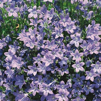 Campanula portenschlagiana (= muralis)  Pot 9 