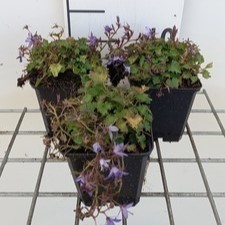 Campanula posch. 'Stella'  Pot 9 