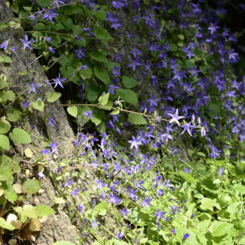 Campanula poscharskyana  Pot 9 