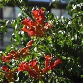 Campsis radicans 0.50 à 0.60 m Cont. 