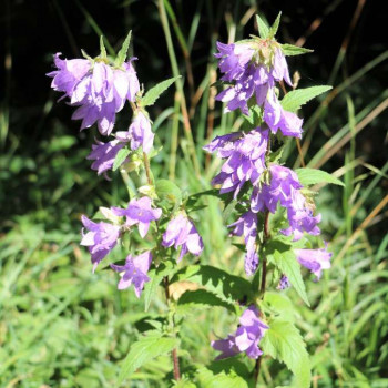Campanula rapunculoides  Pot 9 