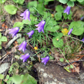 Campanula rotundifolia  Pot 9 