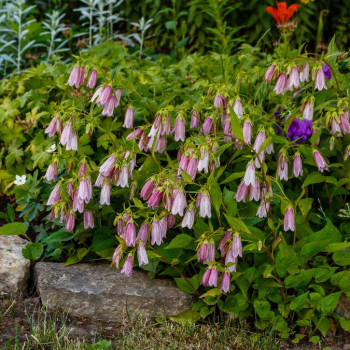 Campanula takesimana  Pot 9 