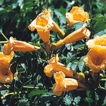 Campsis rad. 'Flava' (= 'yellow trumpet') 0.50 à 0.60 m Cont. 