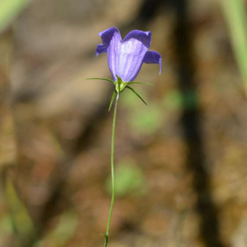 Campanula rot. 'Olympica'  Pot 9 