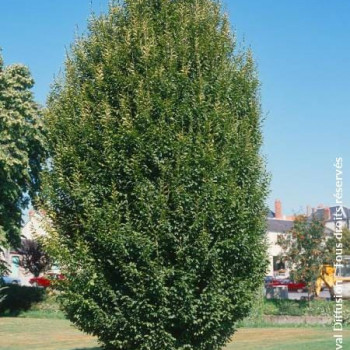 Carpinus bet. 'Fastigiata' 2 à 2.5 m CT 30 litres 