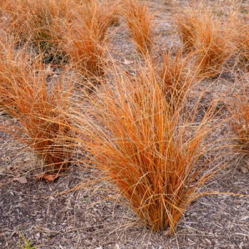 Carex comans 'Bronze Form'  CT 3 litres 