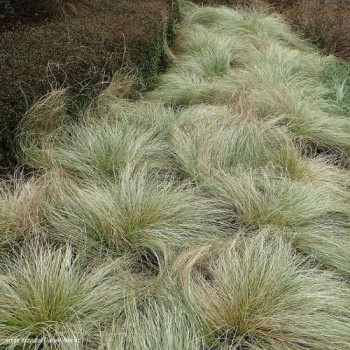 Carex comans 'Frosted Curls'  CT 3 litres 