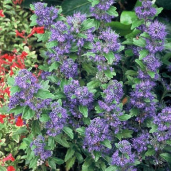 Caryopteris cland. 'Grand Bleu'® (= 'inoveris'®) 0.30 à 0.40 m Cont. 