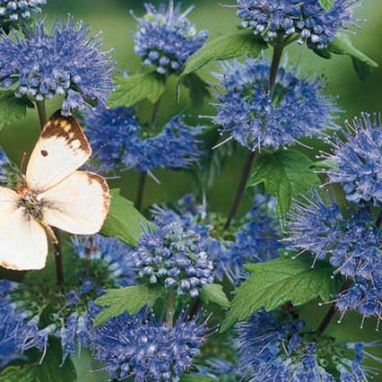 Caryopteris cland. 'Heavenly Blue' 0.40 à 0.50 m Cont. 