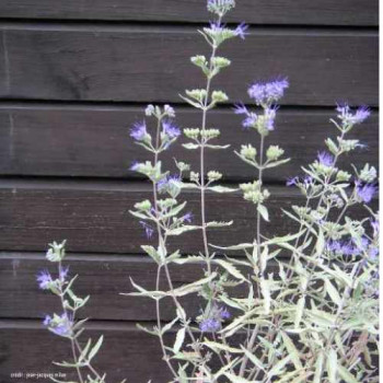Caryopteris cland. 'Kew Blue'  CT 1,5 litres 