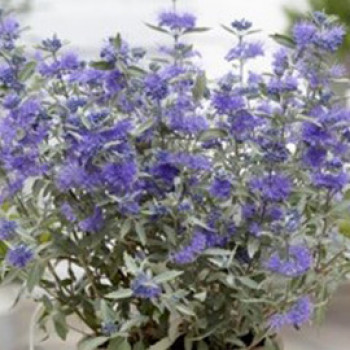 Caryopteris cland. 'Sterling Silver'® 0.30 à 0.40 m Cont. 