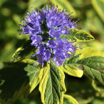 Caryopteris cland. 'Summer Sorbet'® 0.30 à 0.40 m Cont. 