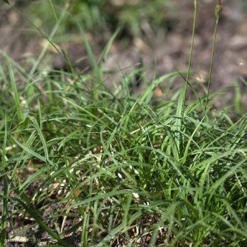 Carex caryophyllea 'The Beatles'  Pot 9 