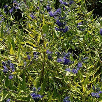 Caryopteris cland. 'Worcester Gold' 0.30 à 0.40 m Cont. 