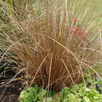 Carex buchananii  Pot 9 