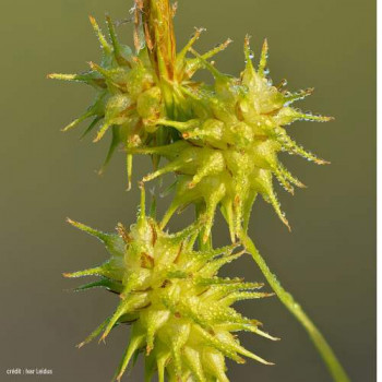 Carex flava  Pot 9 