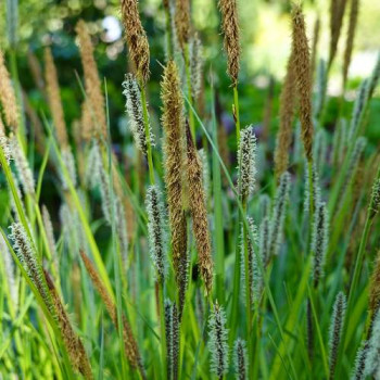 Carex elata (= 'Stricta')  Pot 9 