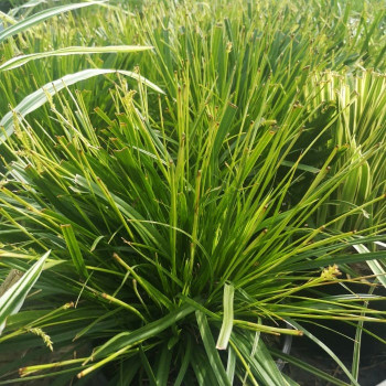 Carex morrowii  CT 3 litres 