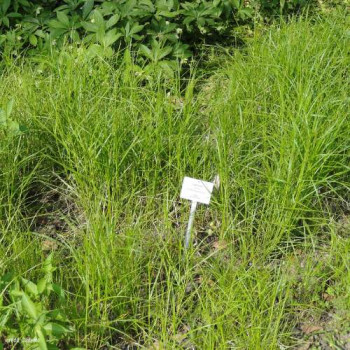 Carex muskingumensis  Pot 9 