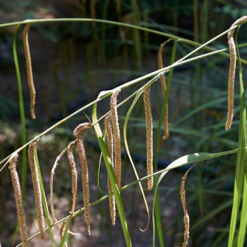 Carex pendula  CT 3 litres 