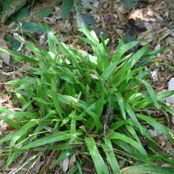 Carex plantaginea  Pot 9 
