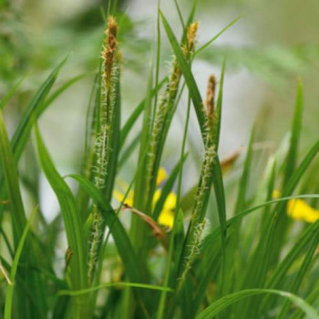 Carex sylvatica  CT 3 litres 