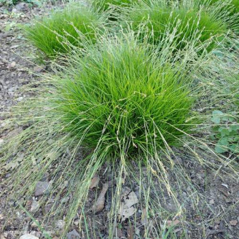 Carex umbrosa  Pot 9 