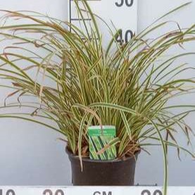 Carex fol. 'Vanilla Ice'  CT 3 litres 