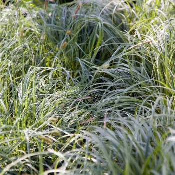 Carex hybr. 'Silver Sceptre'  Pot 9 