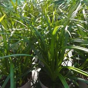 Carex morr. 'Irish Green'  Pot 9 