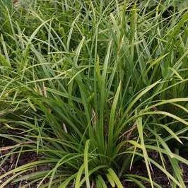 Carex morr. 'Mosten'  CT 3 litres 