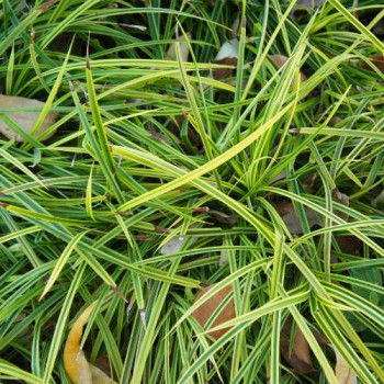 Carex morr. 'Variegata'  CT 3 litres 