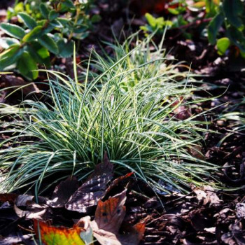 Carex ornithopoda 'Variegata'  Pot 9 