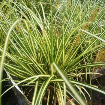 Carex osh. 'Evergold'  Pot 9 