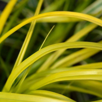 Carex osh. 'Everillo®'  CT 3 litres 