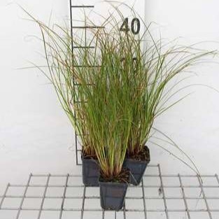 Carex test. 'Prairie Fire'  CT 3 litres 