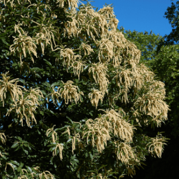 Castanea sativa Tige 16/18 Motte grillagée 