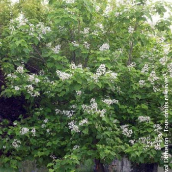 Catalpa bignonioides 2.5 à 3 m CT 70 litres en cépée 