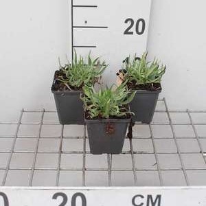 Catananche caerulea  Pot 9 