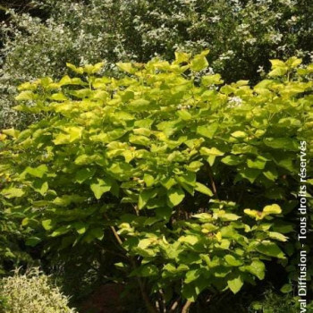 Catalpa bign. 'Aurea' 1 à 1.25 m CT 12 litres 